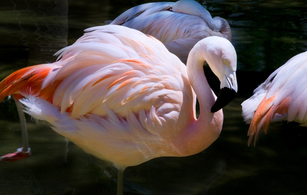 Scano di Montiferro, Museo Naturalista del Parque de Aves