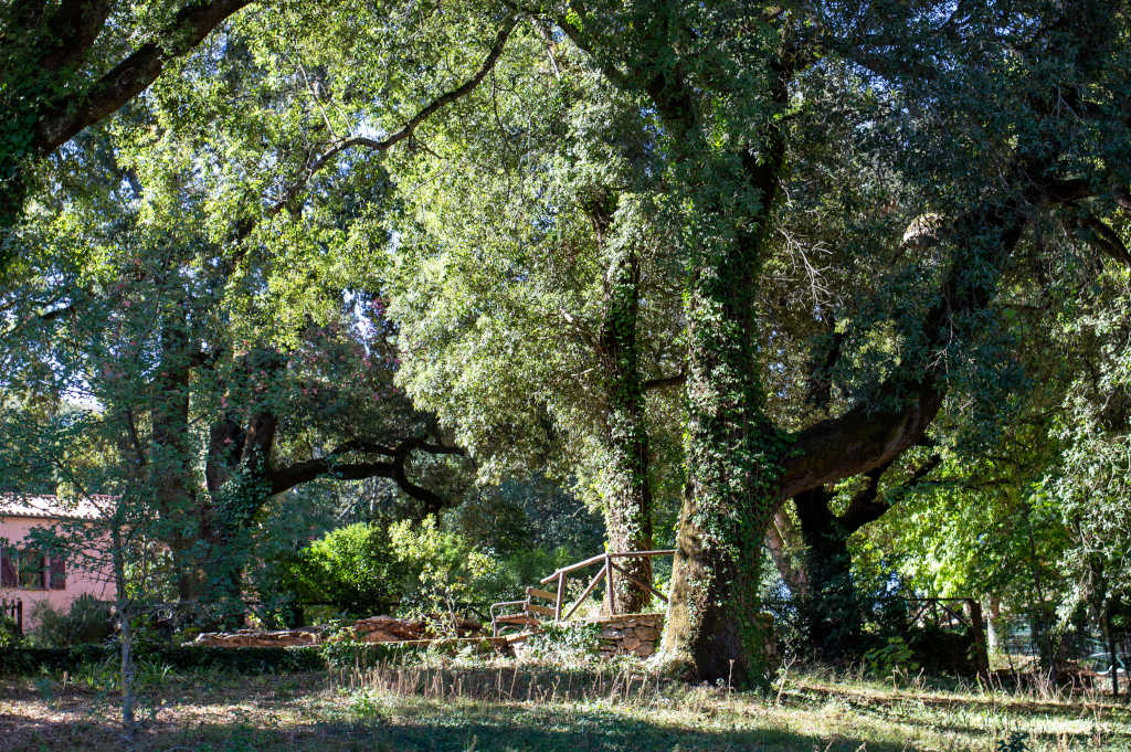 Jardín de montaña Linasia. Foto de Marta Cincotti, 2025, del Catalogo BBCC