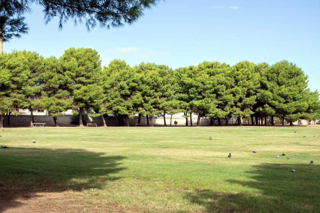 Molentargius Natural Park. Photo by Marta Cincotti, 2025, from Catalogo BBCC.