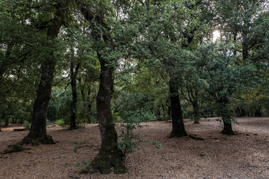 Parco di Santa Barbara. Foto di Irene Ollargiu, 2025, da Catalogo BBCC.