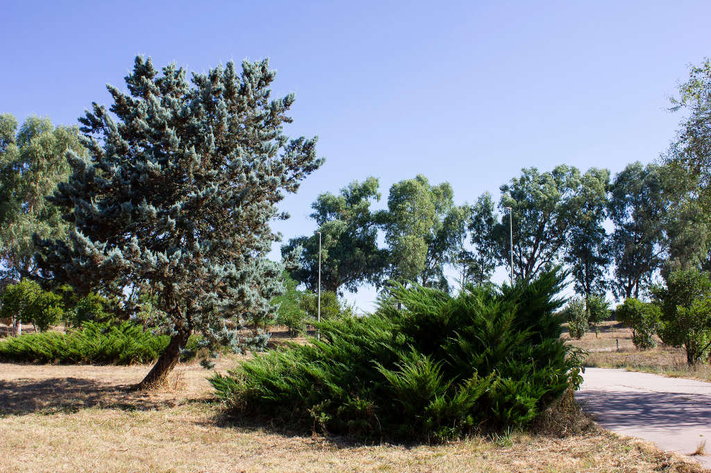 Albano pine forest. Photo by Angela Nieddu, 2025, from Catalogo BBCC