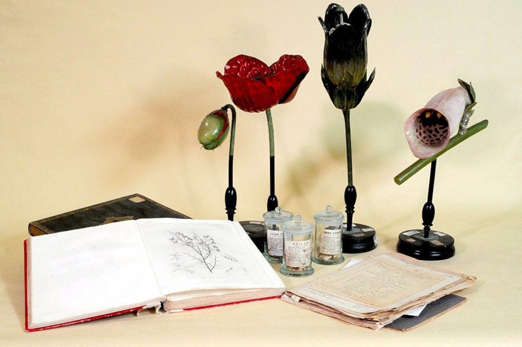 Sassari, collection de botanique pharmaceutique