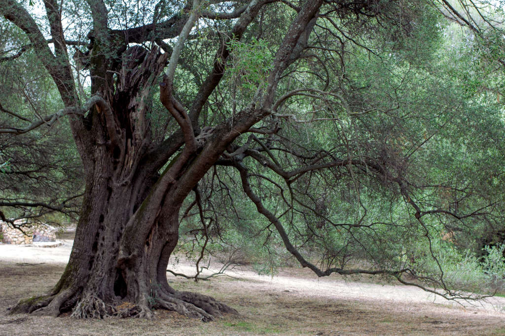 Parque San Sisinnio. Foto de Marta Cincotti, 2025, del Catalogo BBCC