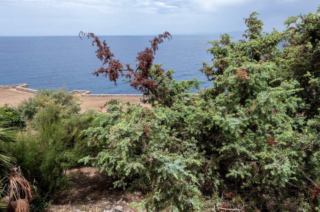 Jardín Manganella Spalti. Foto de Irene Ollargiu, 2025, del Catalogo BBCC