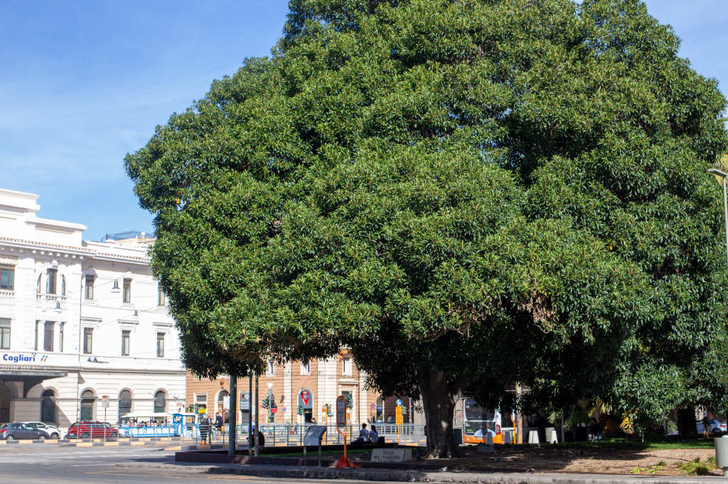 Park in Piazza Matteotti. Photo by Marta Cincotti, 2025, from Catalogo BBCC.