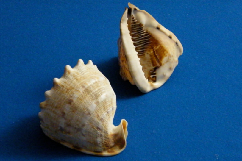 San Teodoro, Museum of Sea Civilizations, malacological collection