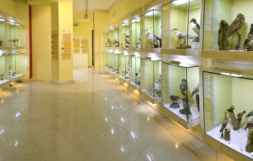 Siddi, Museo Ornitologico della Sardegna
