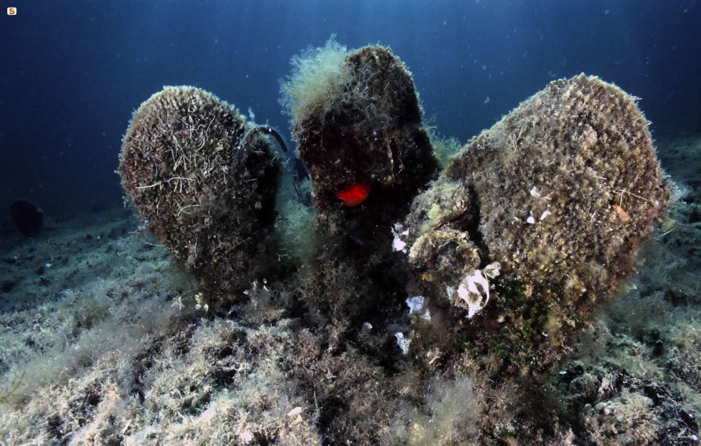 Sant'Antioco, Chiara Vigo's Abyss Museum