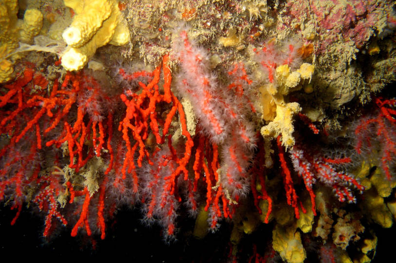 Detail of Corallium Rubrum. Photos of “Corallium Rubrum”