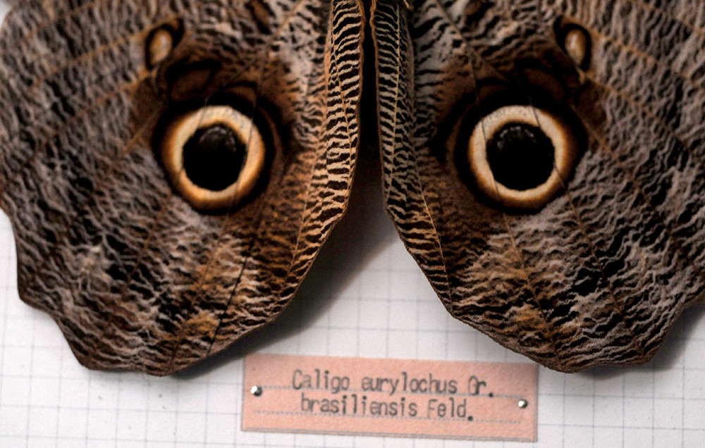 Sassari, Collection entomologique