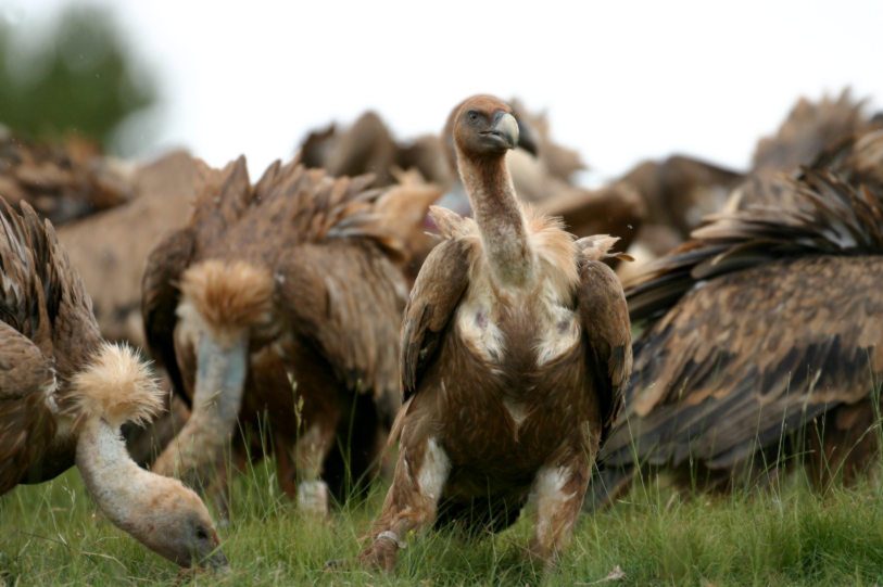 Griffins. Photo by Dionigi Secci, from Sardegna Digital Library