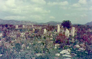 Muravera, Menhir of Nuraghe Scalas and Cuile Piras