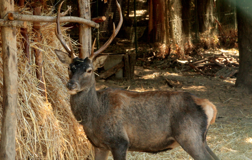 Sinnai, Sardinian Deer Museum