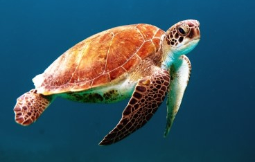 Cagliari, Museum of Zoology - Department of Animal Biology and Ecology