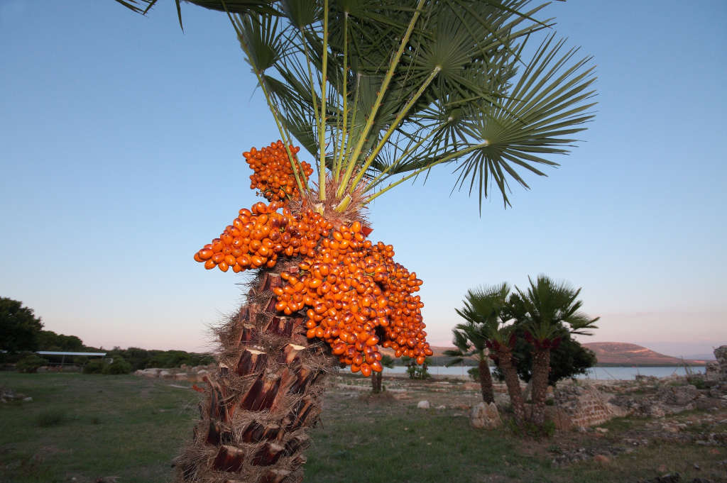 Dwarf palm trees in the area of the Roman villa of Sant'Imbenia. Photo by Antonello Chiaramida, from Sardegna DL
