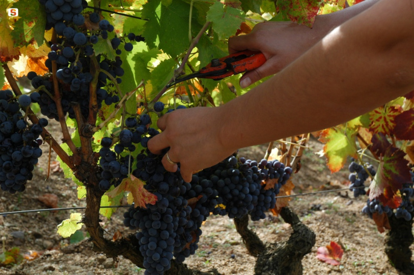 Vino