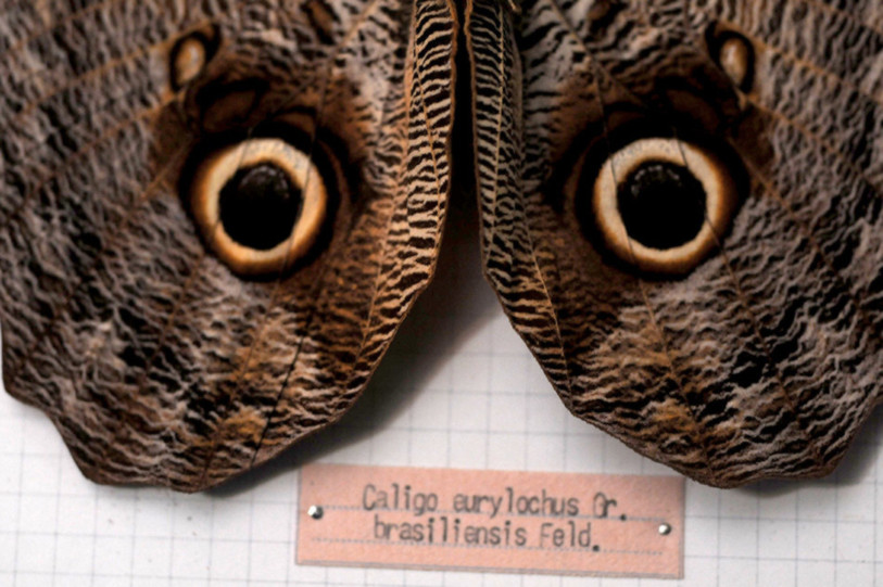 Sassari, Entomological Collection. Photo by University of Sassari, UNISS